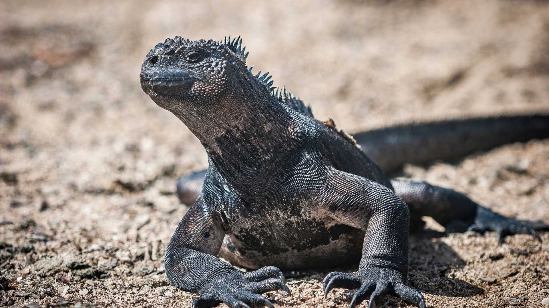 Marine Iguana