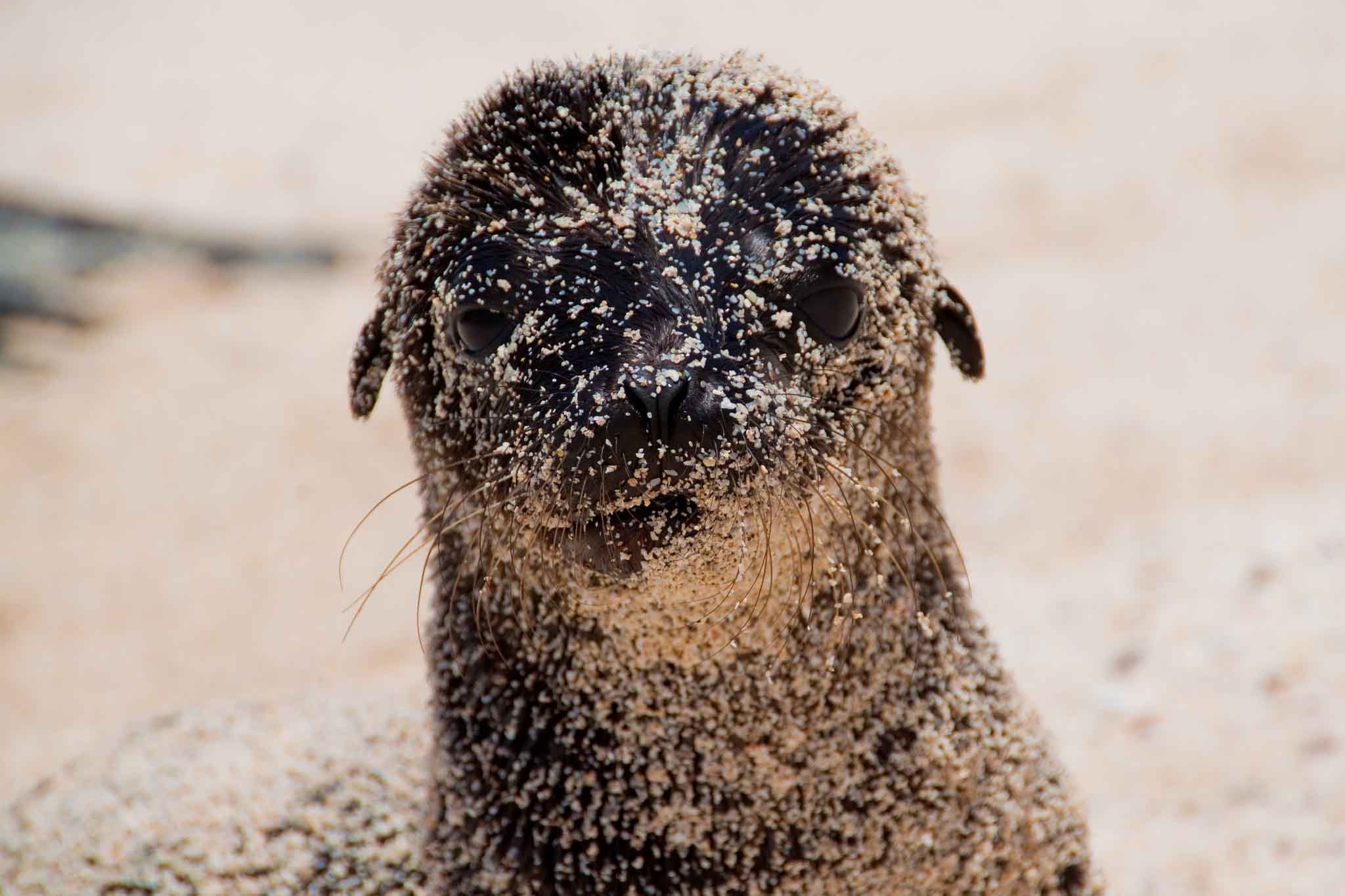 baby sea lion
