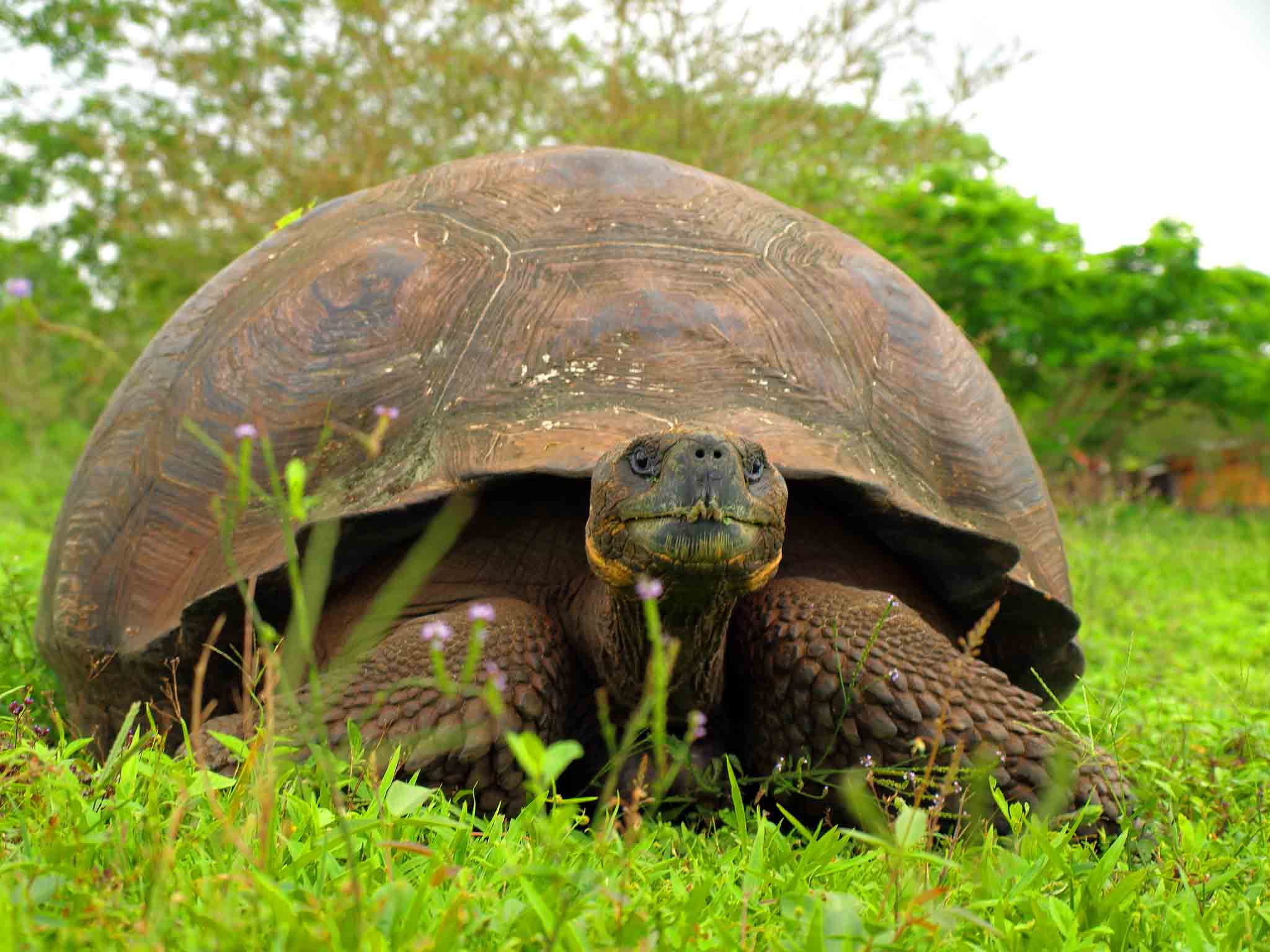 giant tortoise