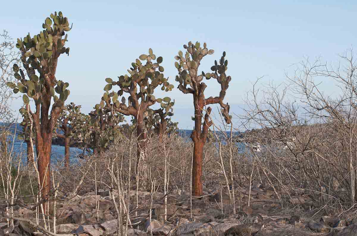 Marchena Island