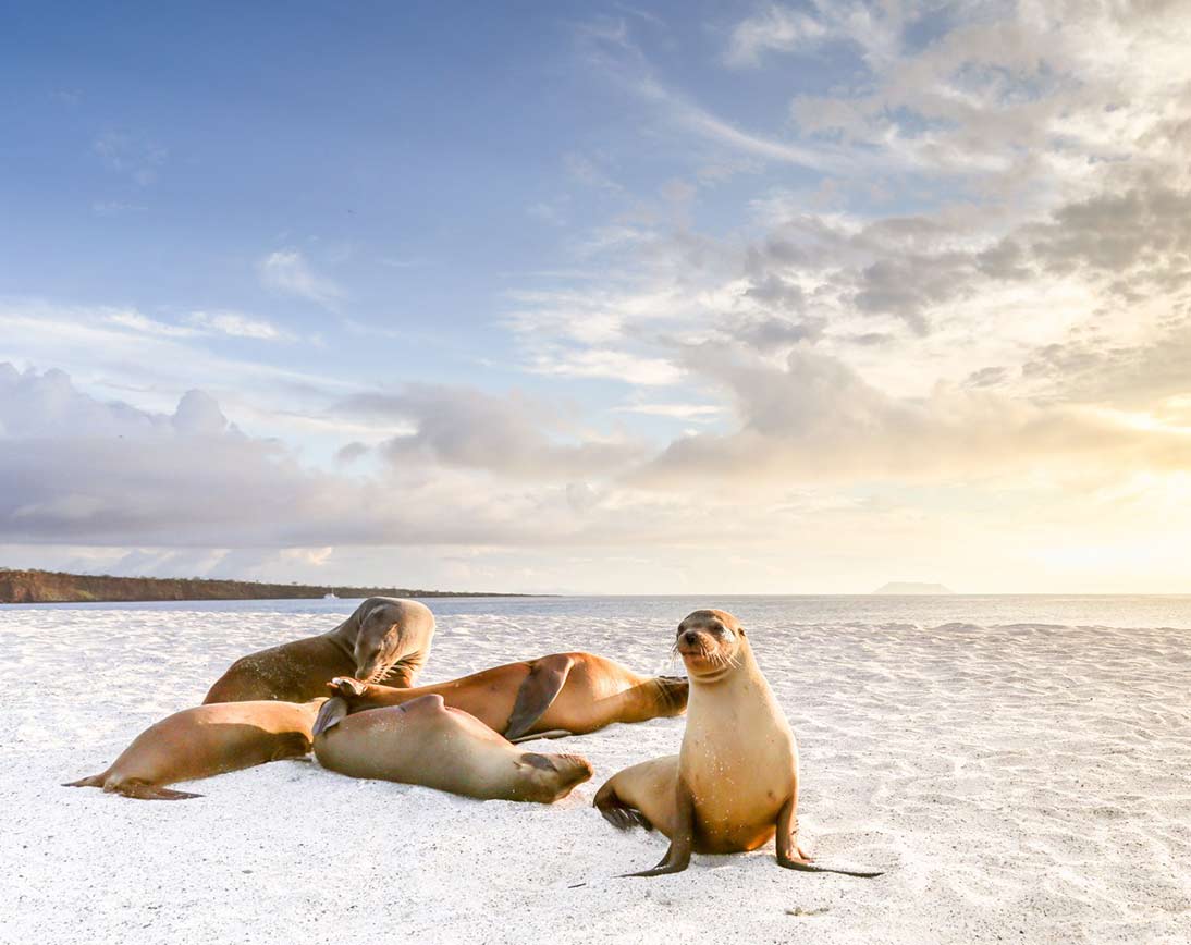 Mosquera island galapagos