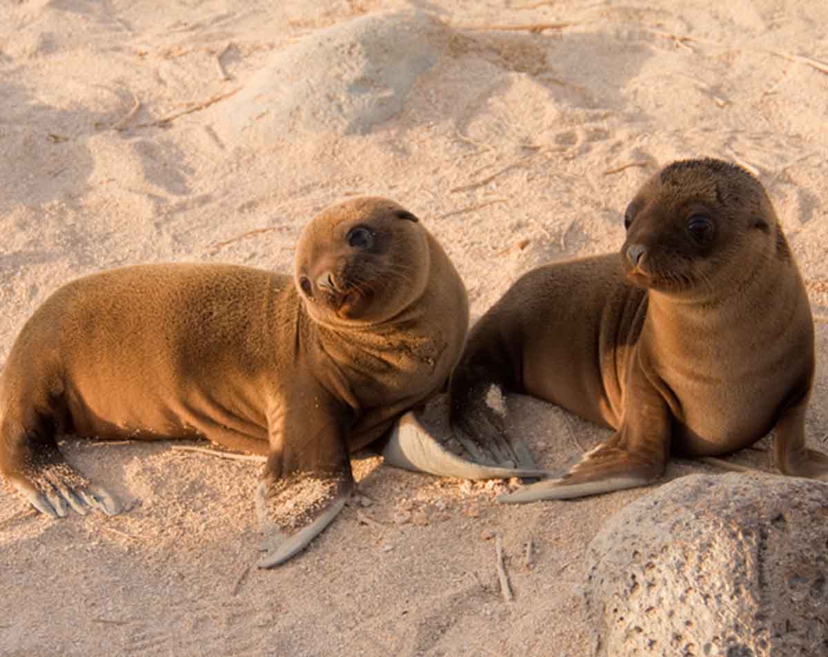 San Cristobal sea lions