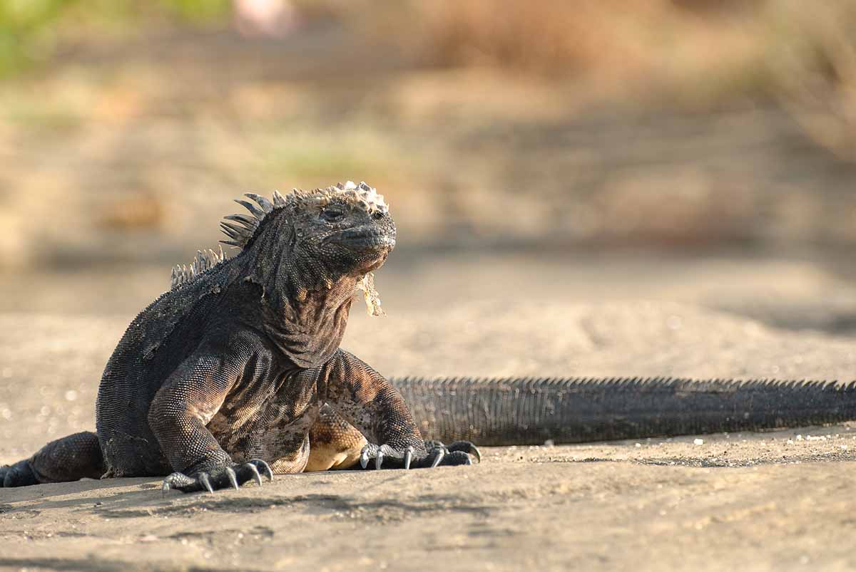 Santiago Island Iguana