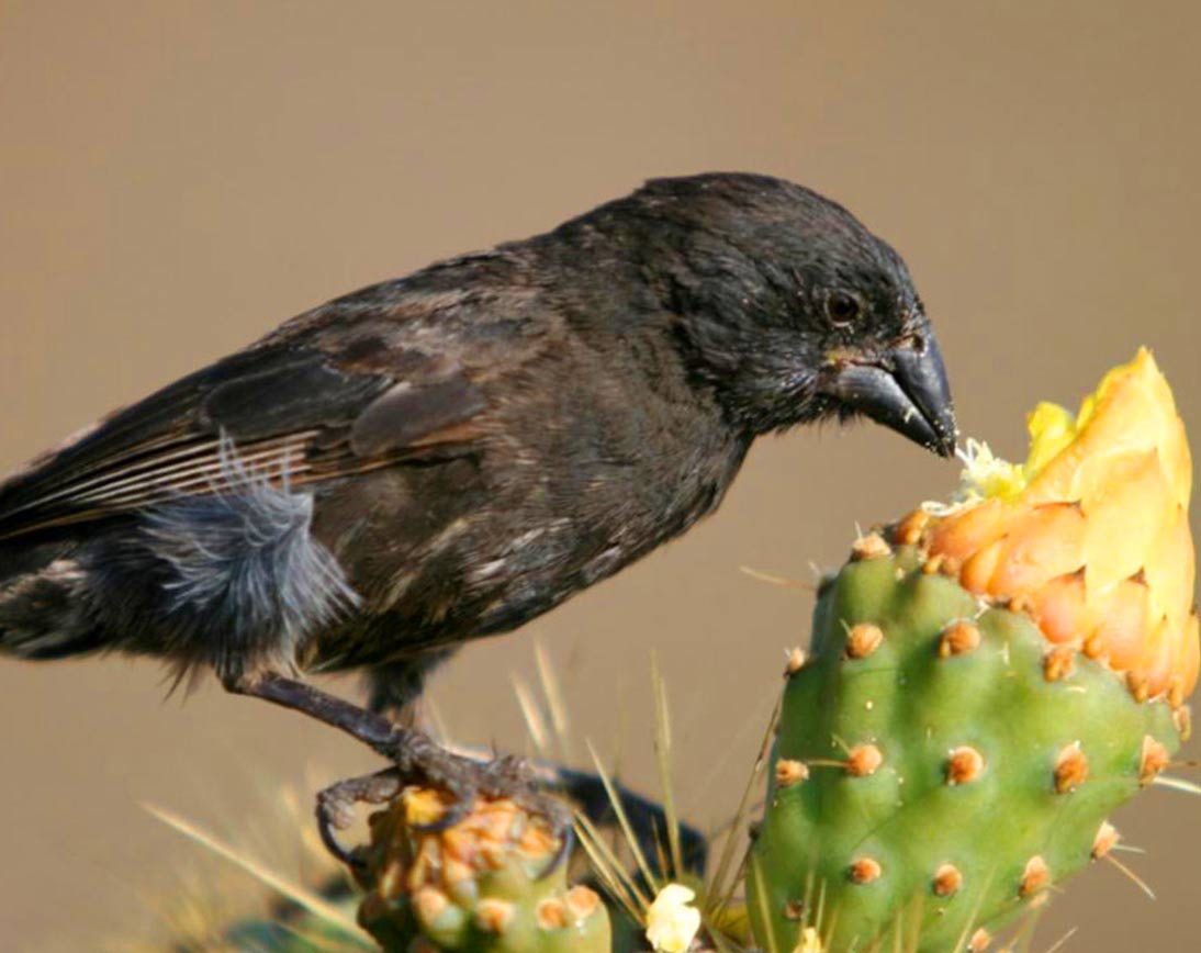 daphne-major-island-galapgos