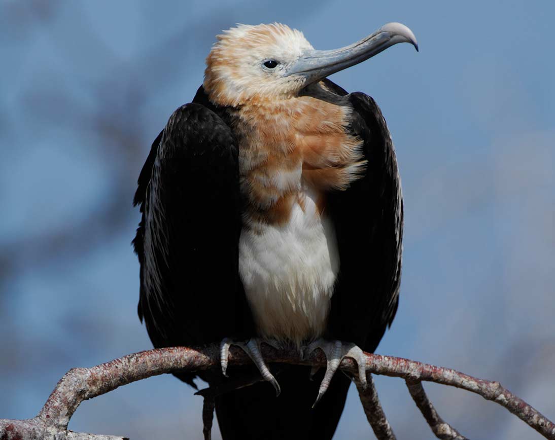 North Seymour Island | Galapagos