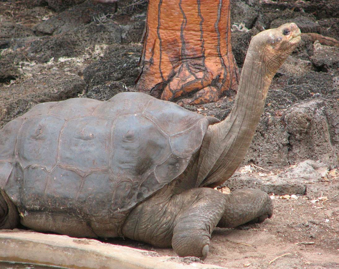 Pinta Island Galapagos